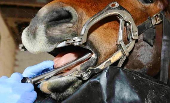 dentista_caballos_aguascalientes dentista_caballos_aguascalientes